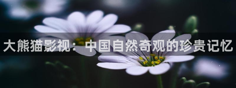 黑蚂蚁影视影院